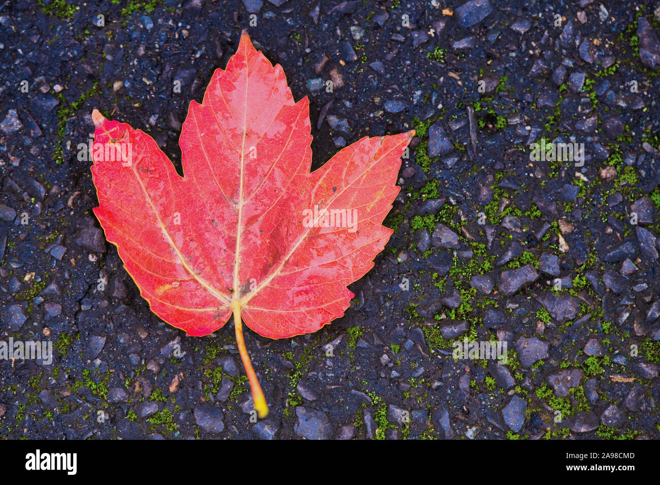 red maple leaf lying on dark blue asphalt Stock Photo