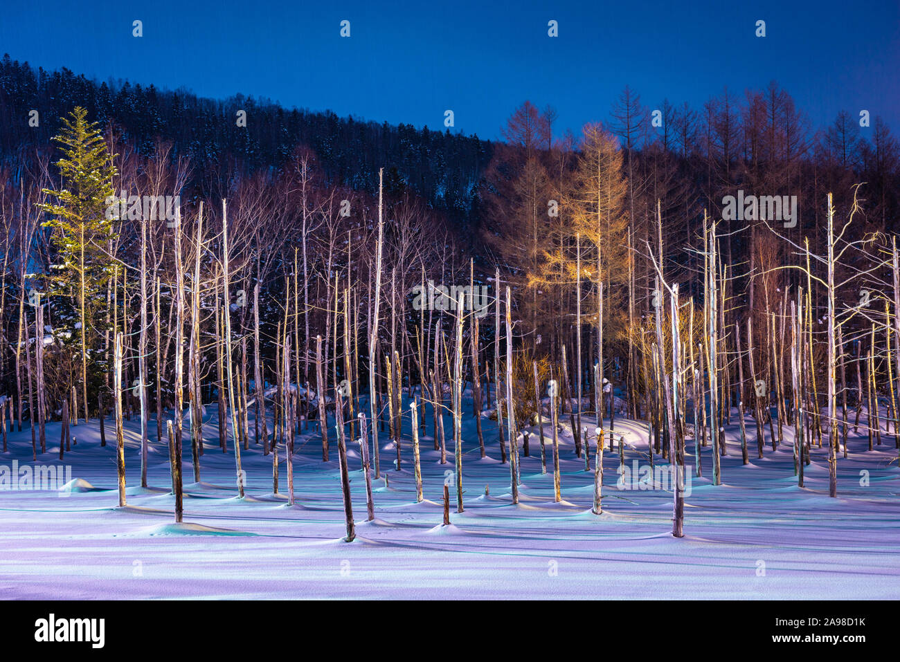 Biei, Japan at Aoike Blue Pond in winter during a night illumination