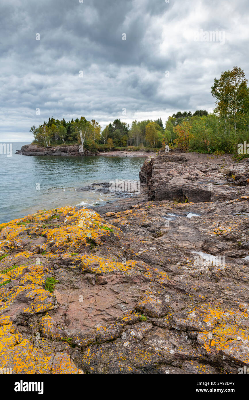 Yellow lichen on rhyolite rocks. Iona's Beach Scientific Natural Area