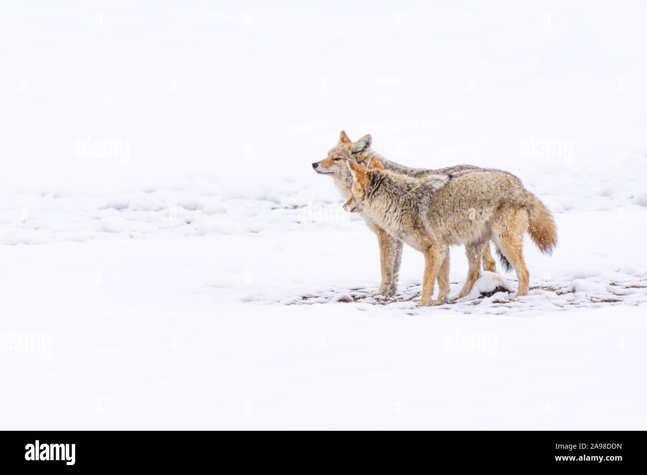 Coyotes north america hi-res stock photography and images - Alamy