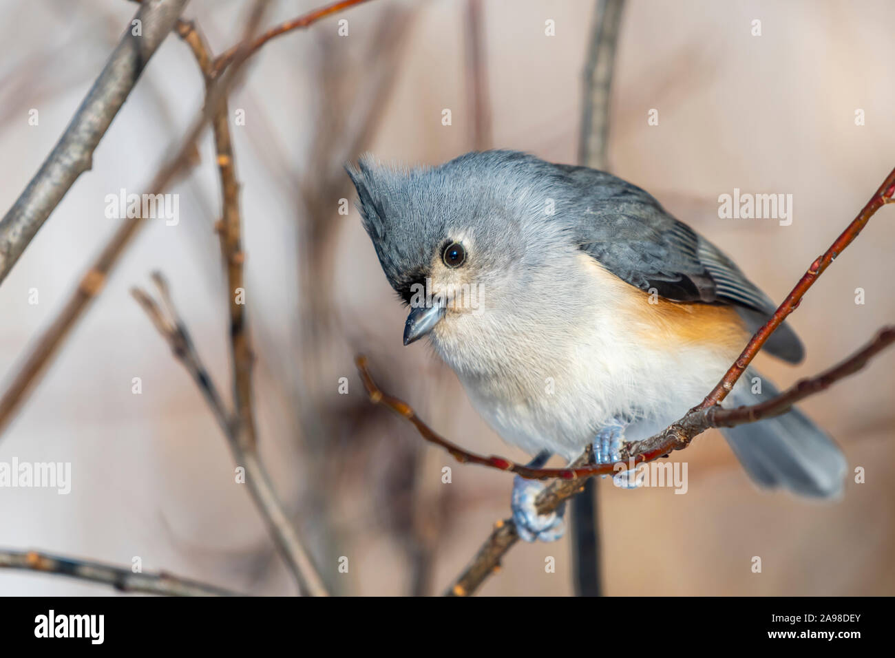 Tufted titmouse (Baeolophus bicolor) perched on a branch in winter. Stock Photo