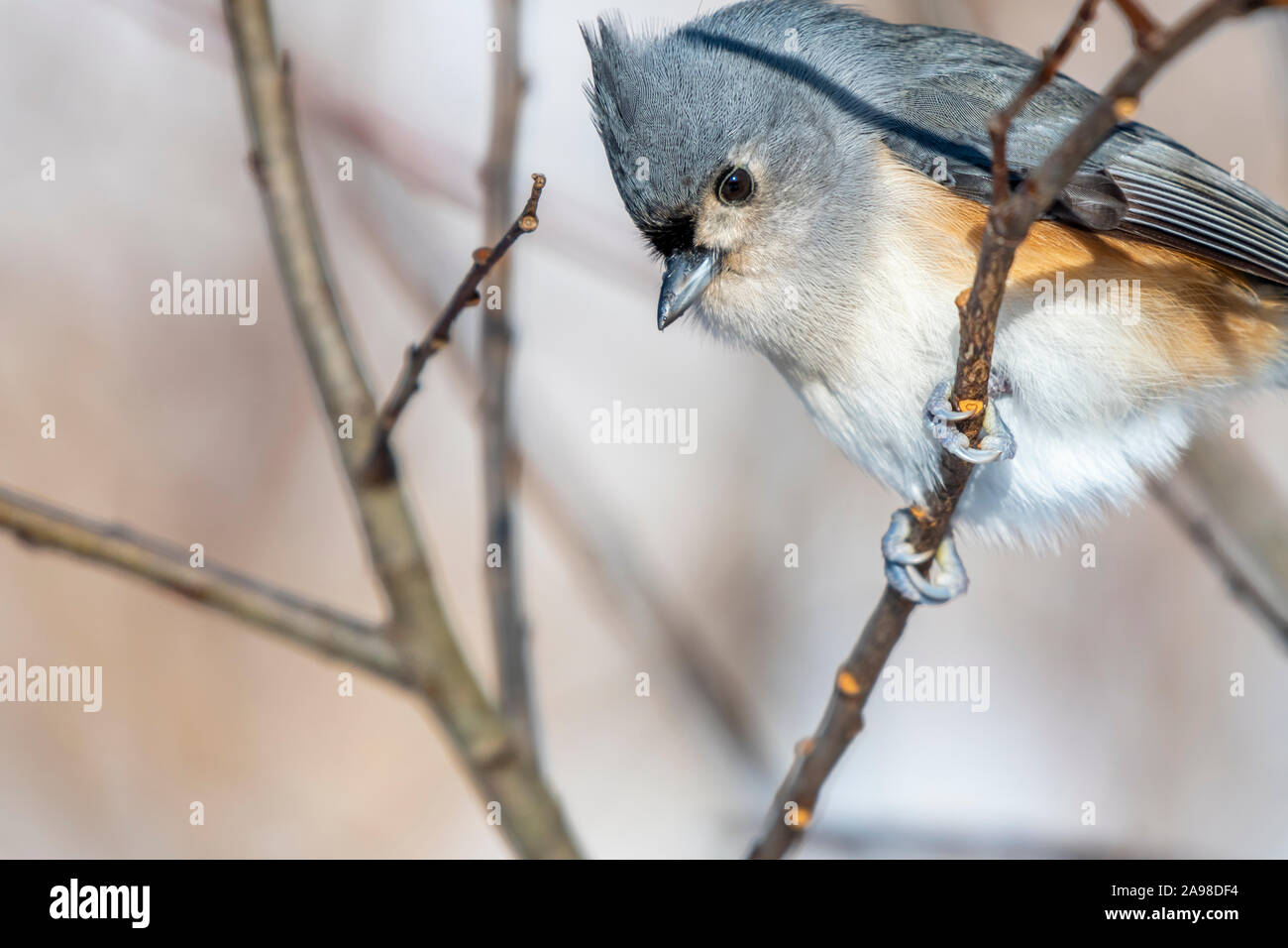 Closeup of a Tufted titmouse (Baeolophus bicolor) perched on a branch in winter. Stock Photo
