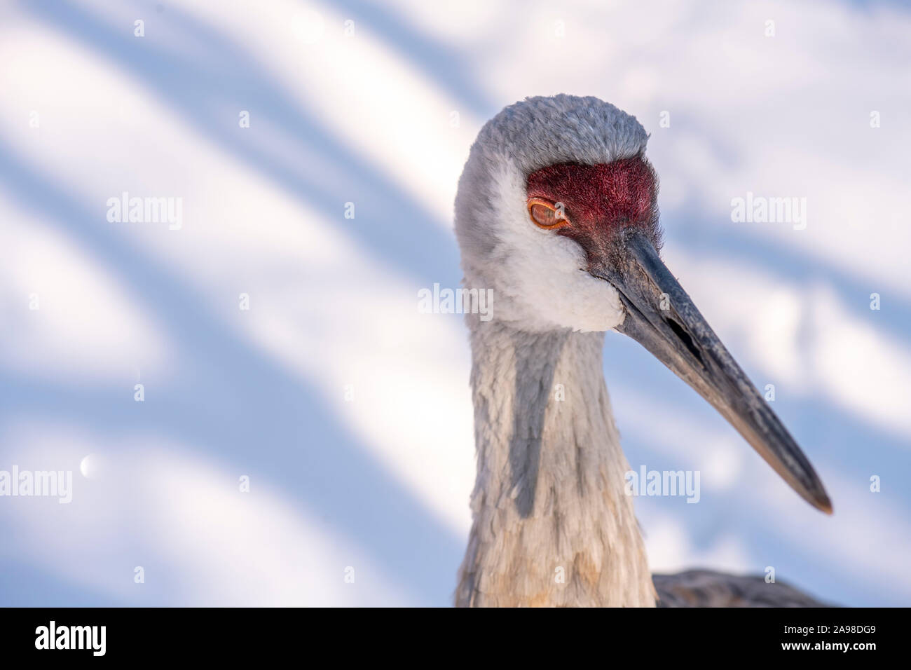 Closeup portrait of a Sandhill Crane (Antigone canadensis) against a white snowy background showing it's nictitating membrane (internal transparent th Stock Photo