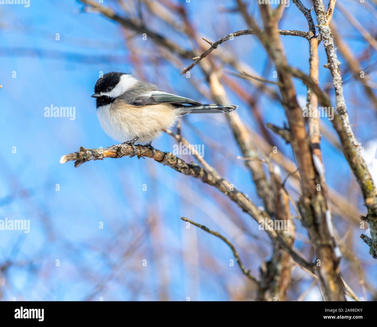 Closeup portrait of a Black-capped Chickadee (Poecile atricapillus) perched on a branch. Stock Photo