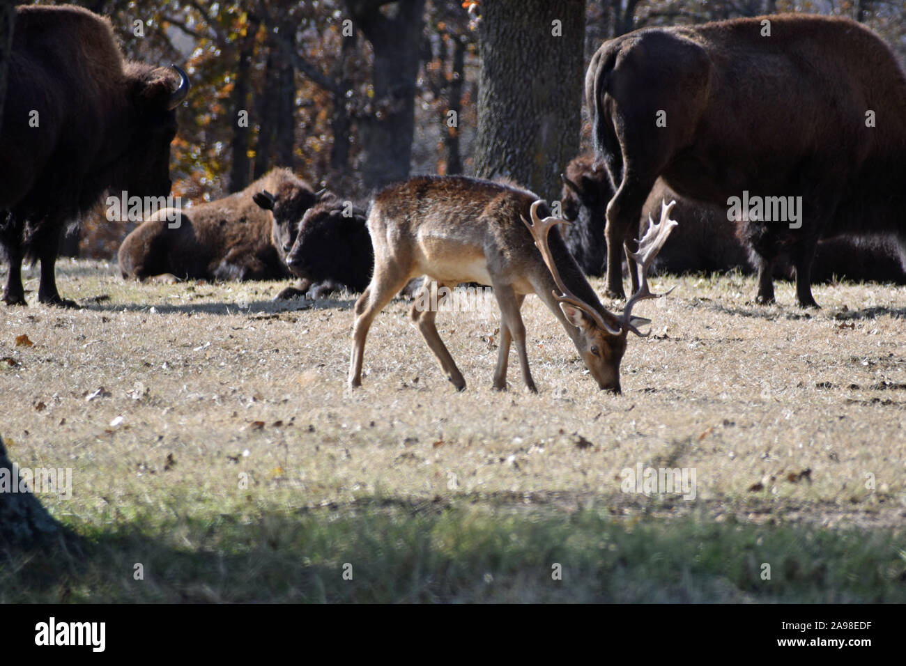 Deer in the Field Stock Photo Alamy