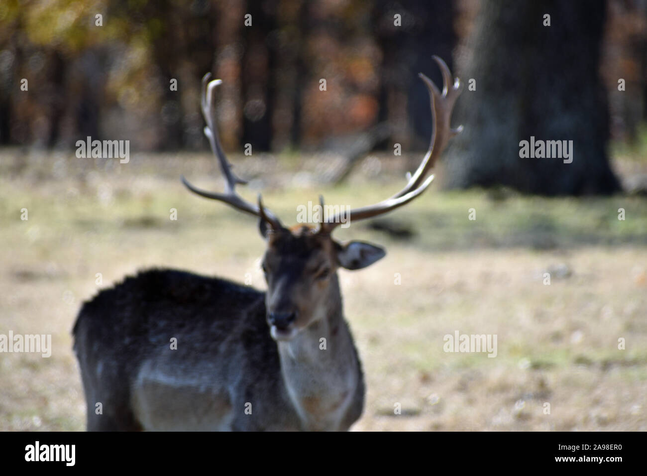 Deer in the Field Stock Photo Alamy