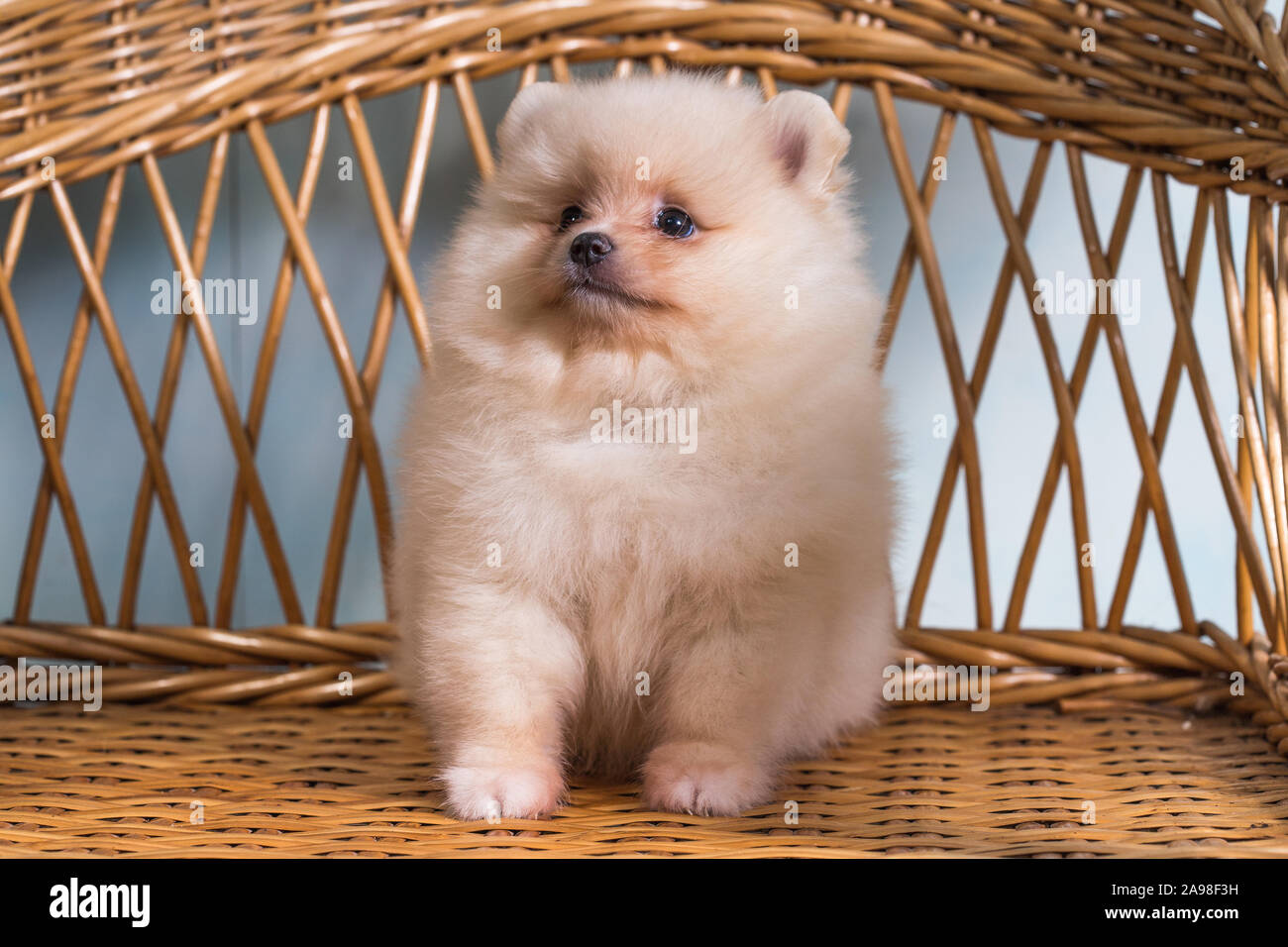Cute puppy of miniature Pomeranian Spitz Zwergspitz or Dwarf Spitz white-cream color on a chair. Small dog is two month old. Stock Photo