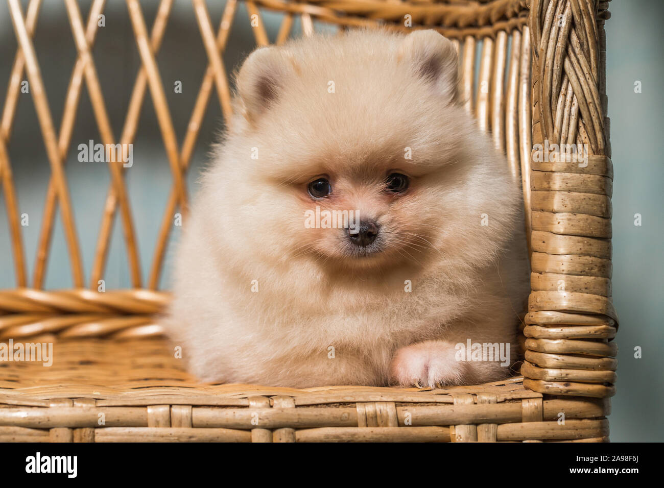 White fluffy store tiny dog