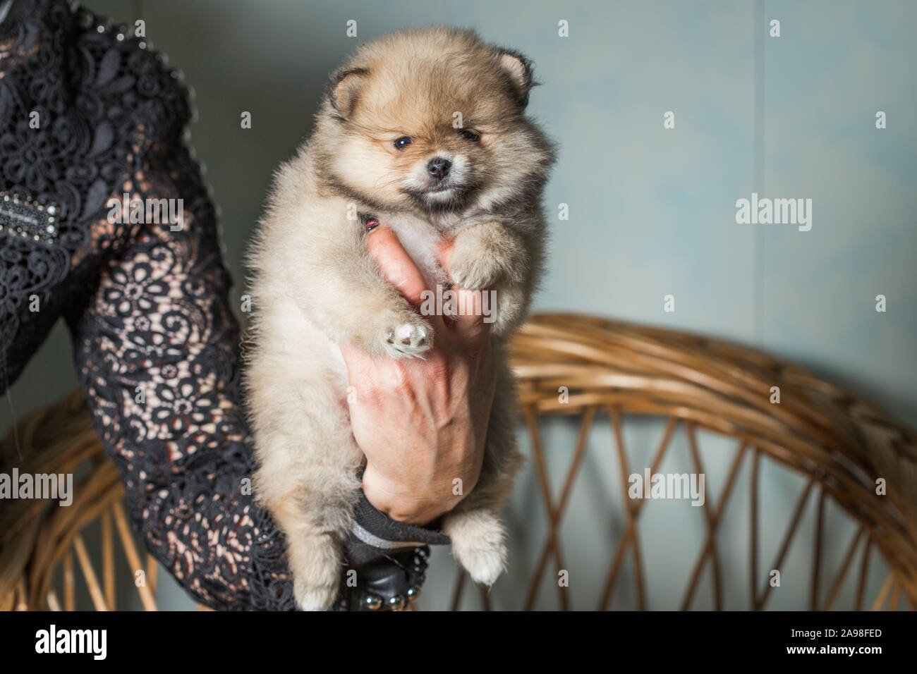 Cute Puppy Of Miniature Pomeranian Spitz Zwergspitz Or Dwarf Spitz