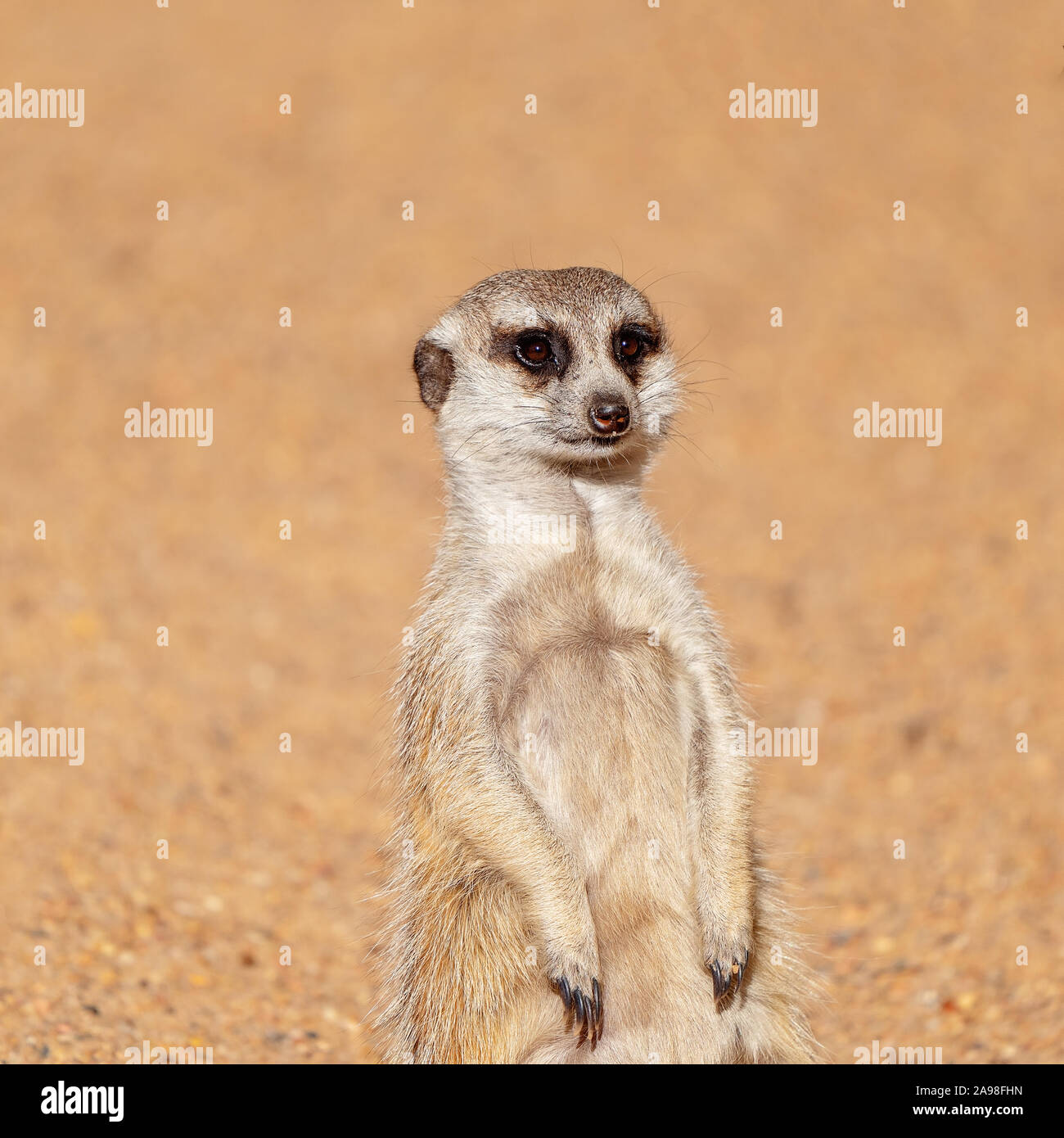 A meerkat standing against a brown dirt background, looking around. These inquisitive animals belong to the mongoose family Stock Photo - Alamy A meerkat standing against a brown dirt background, looking around. These inquisitive animals belong to the mongoose family Stock Photo - Alamy