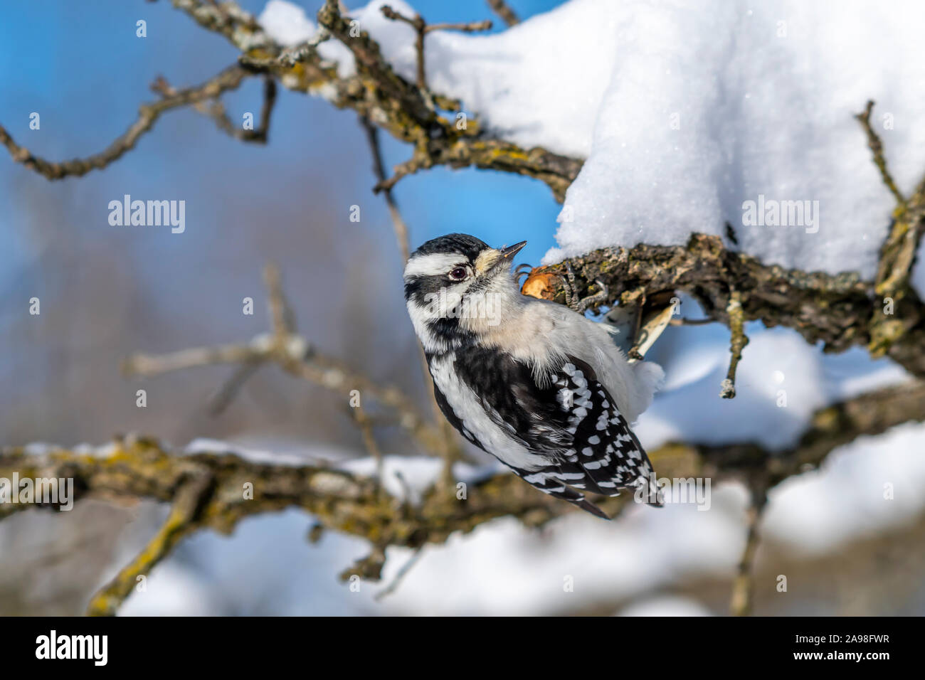 A female  Downy Woodpecker (Dryobates pubescens) on a snow covered branch in winter. Stock Photo