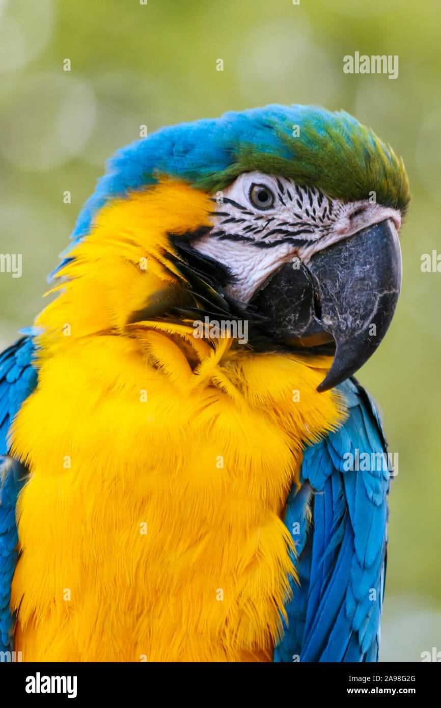 yellow - blue-colored parrot in Africa Stock Photo