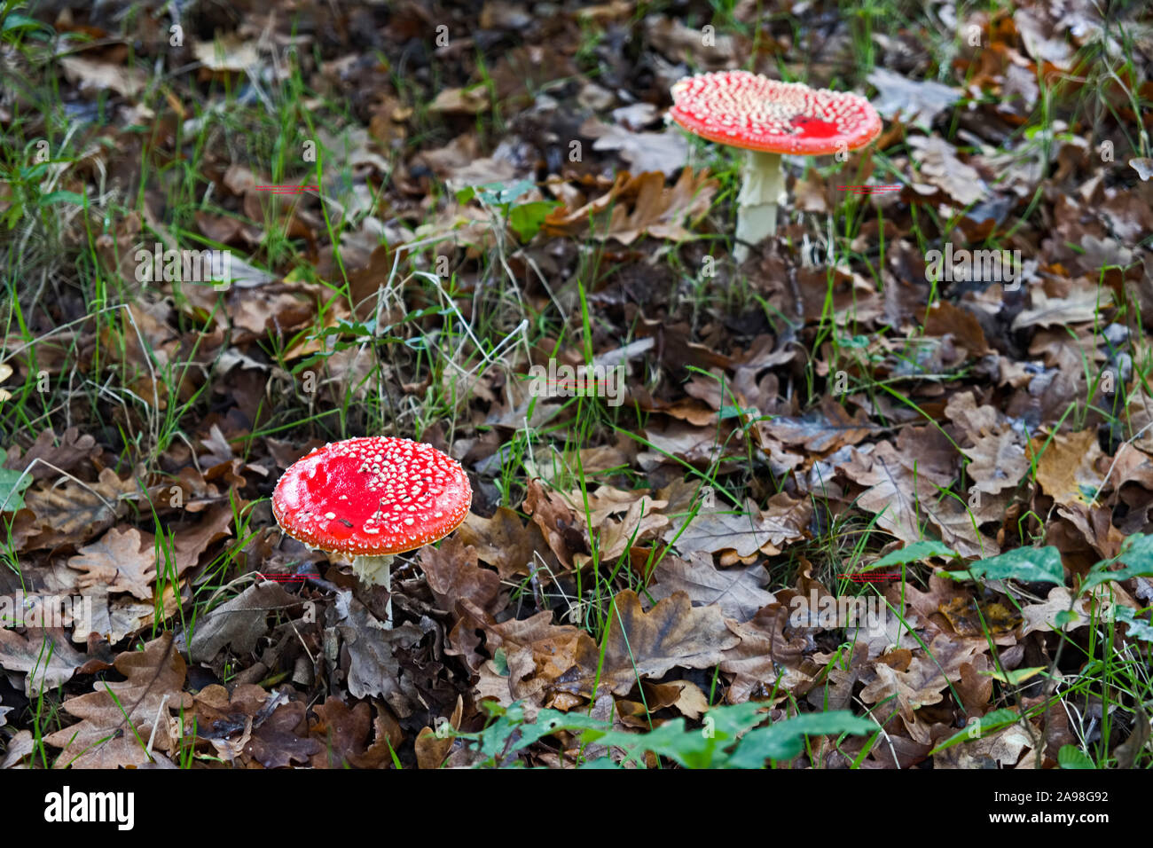 Amanita muscaria, commonly known as the fly agaric or fly amanita. Stock Photo