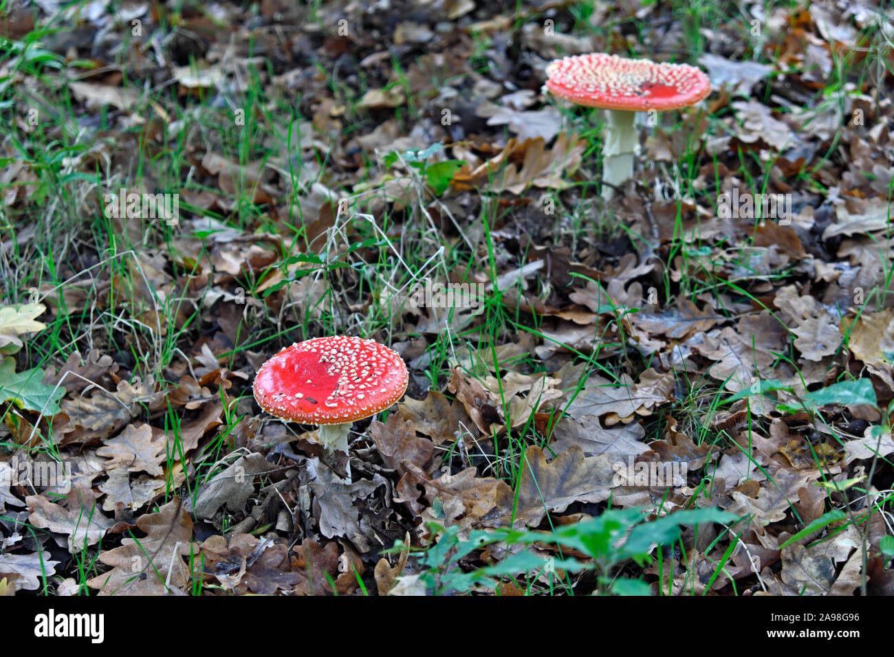 Amanita muscaria, commonly known as the fly agaric or fly amanita. Stock Photo