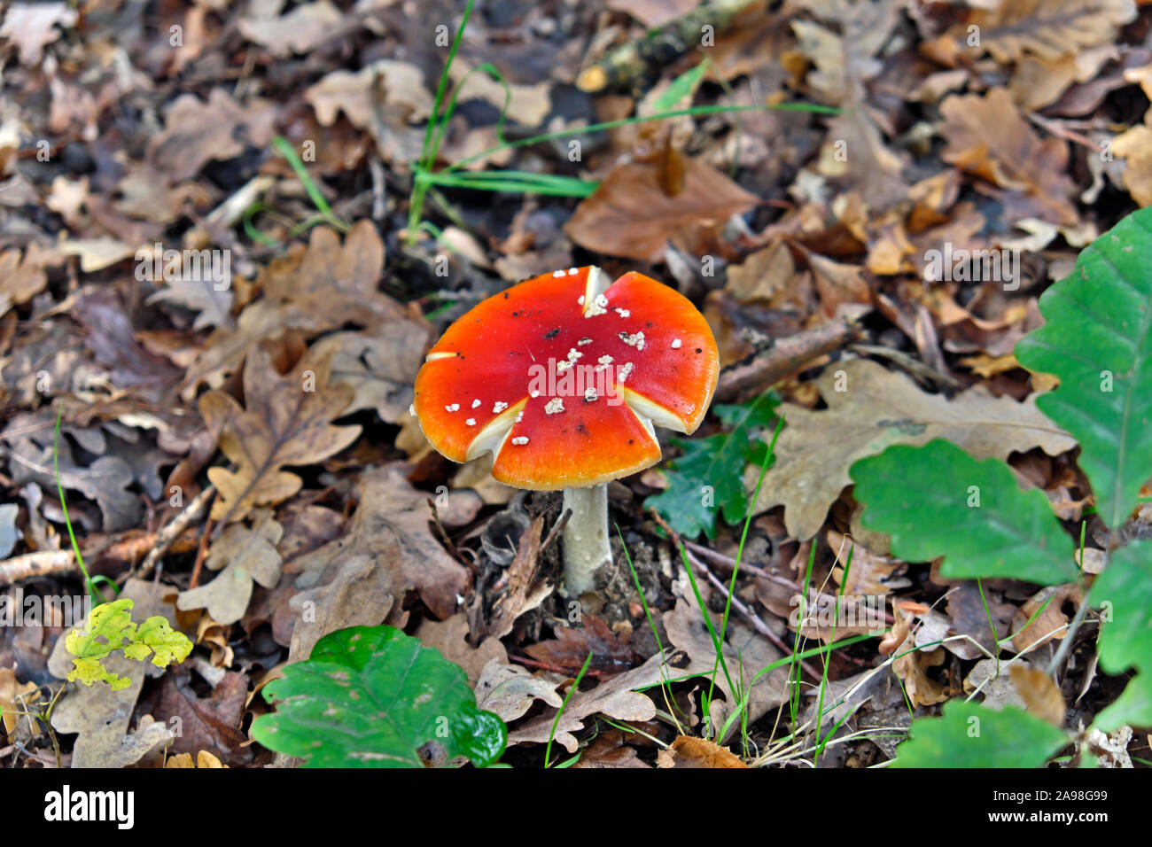 Amanita muscaria, commonly known as the fly agaric or fly amanita. Stock Photo