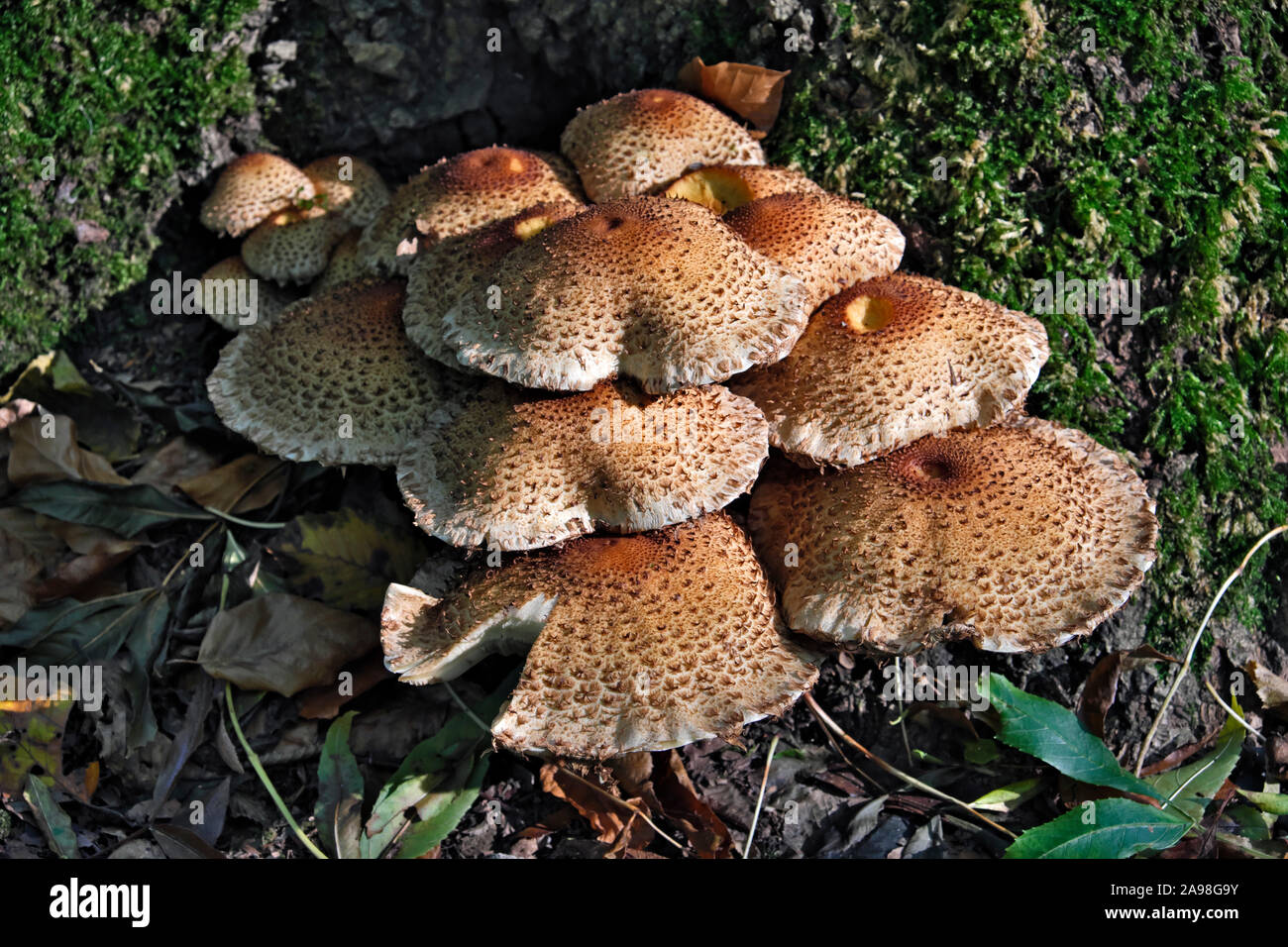 Pholiota squarrosa, commonly known as the shaggy scalycap Stock Photo