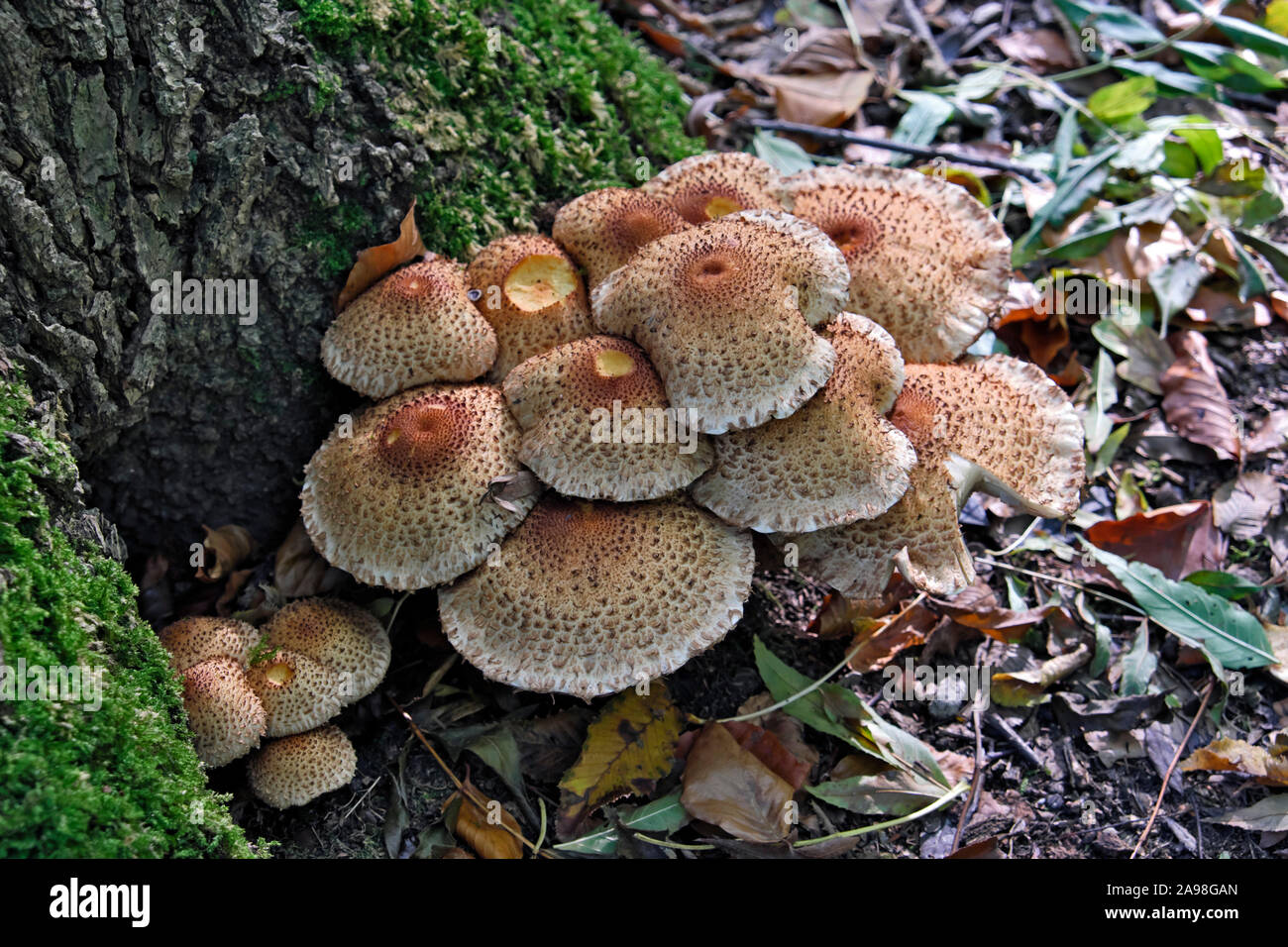 Pholiota squarrosa, commonly known as the shaggy scalycap Stock Photo