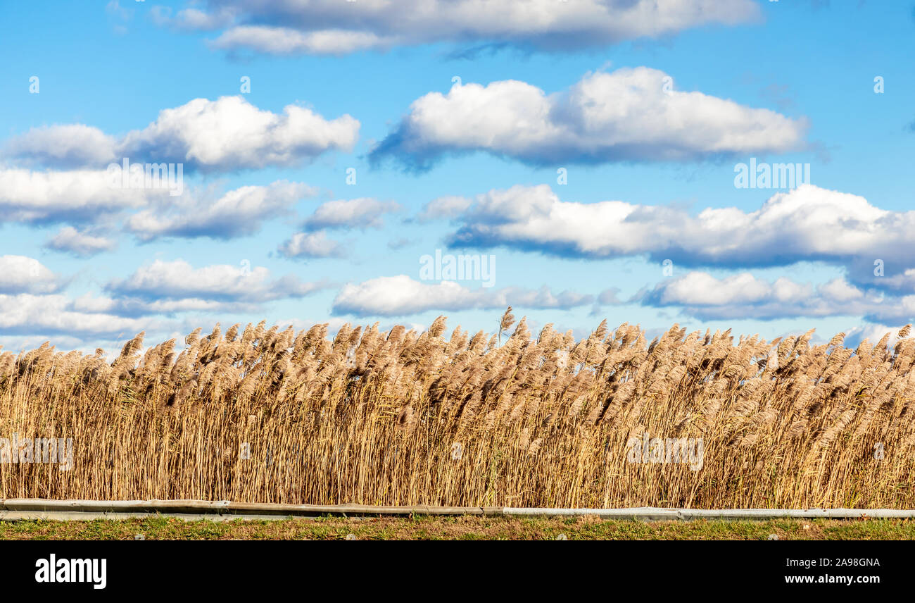 Wild grass with an amazing sky in the background in Montauk, NY Stock Photo