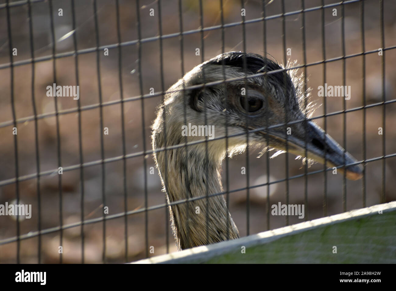 Ostrich Stock Photo