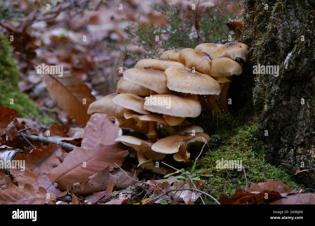 Close-up on a large family of mushrooms snuggled against a tree in a forest of Touraine, FRANCE. Famille de champignons blottis contre un arbre. Stock Photo