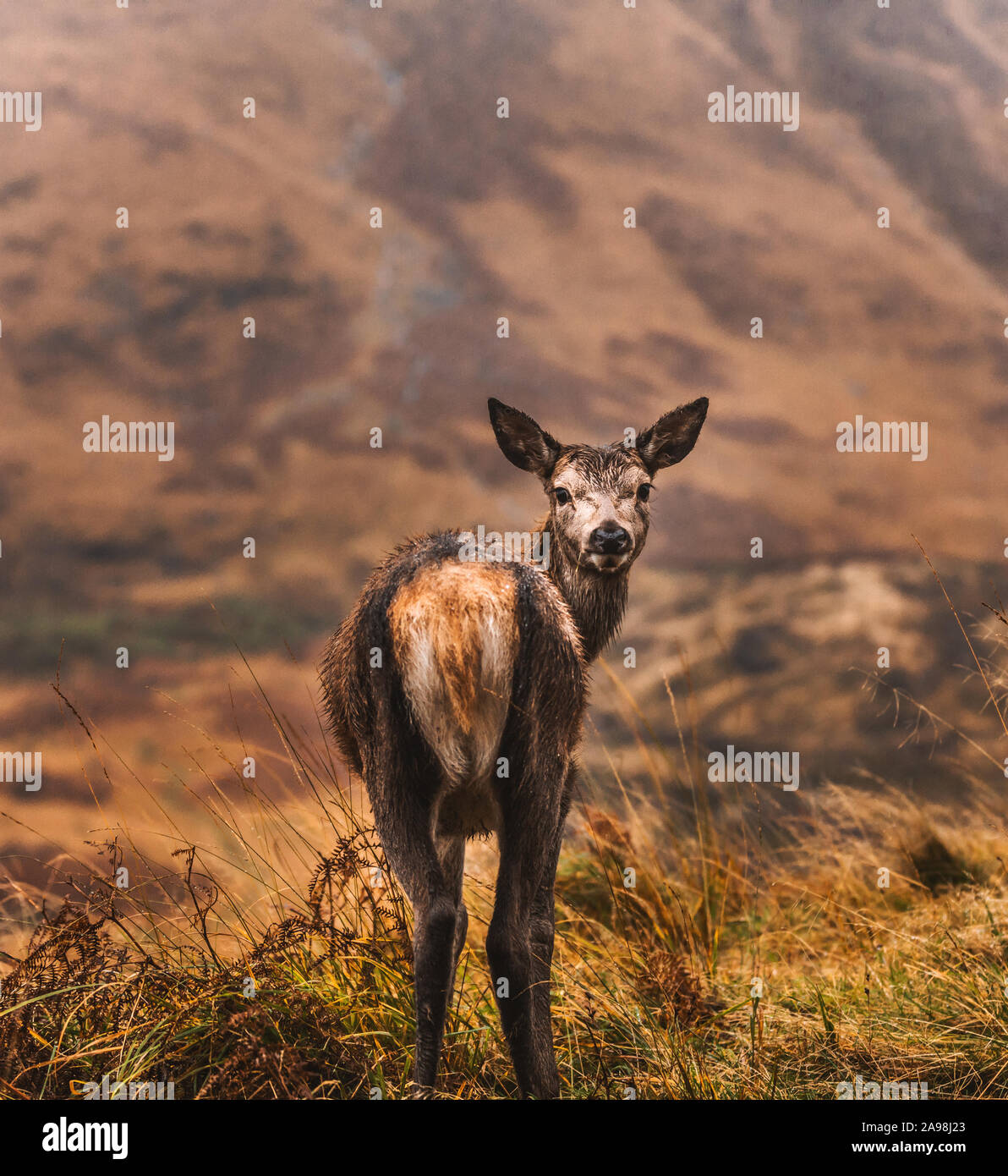 Wet Etive Curiosity. Stock Photo