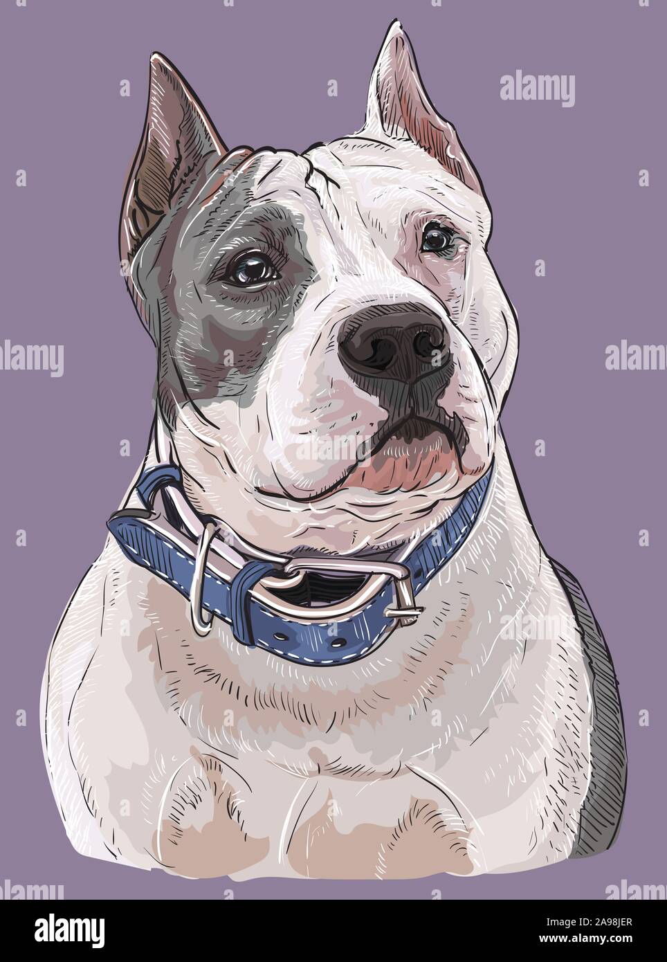 american pitbull terrier colors