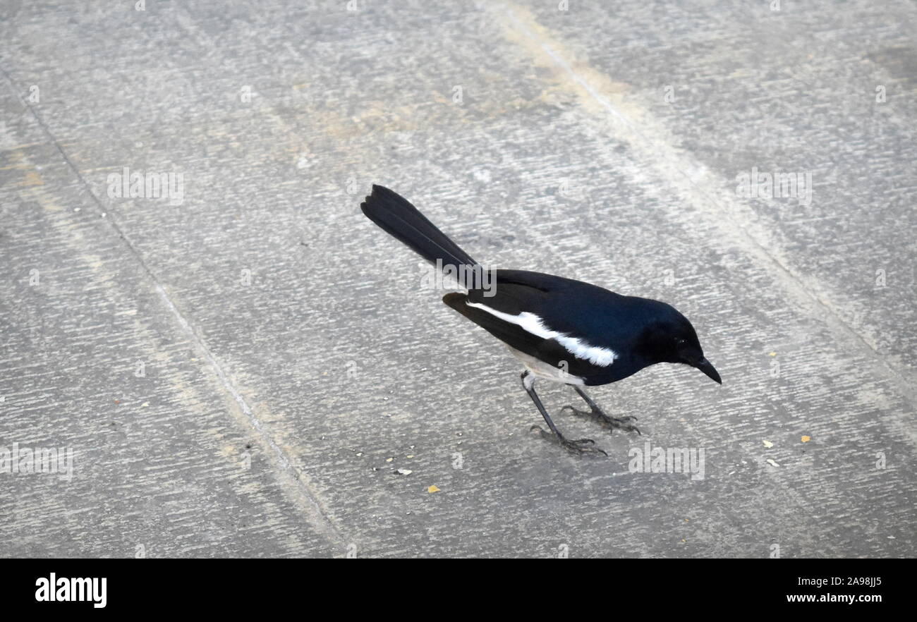 Robin eating bread crumbs hires stock photography and images Alamy