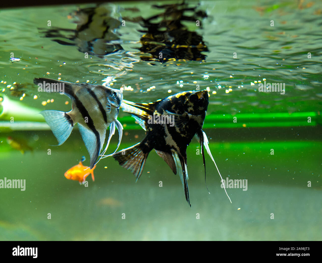 Couple angel fish hi-res stock photography and images - Alamy