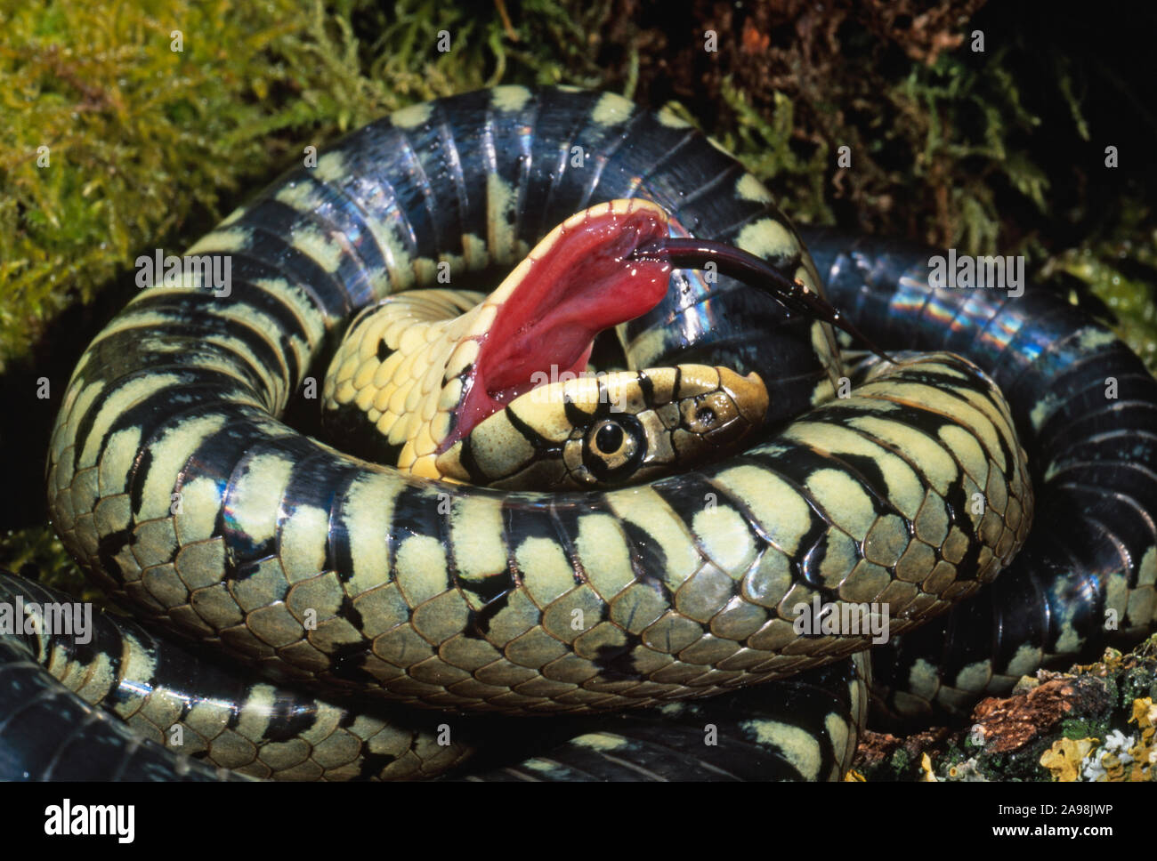 GRASS SNAKE (Natrix natrix). Behaviour, posture, Slow writhing, contorted, contortion, over turning, mouth open, tongue extended, feigning dead. Stock Photo