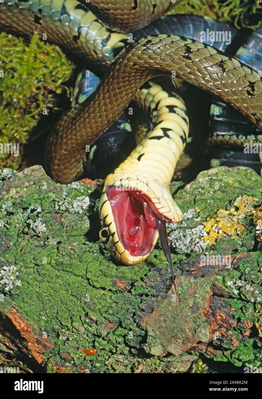 GRASS SNAKE (Natrix natrix). Occasional behaviour after holding, posture, slow writhing, contortion, mouth open tongue extended, feigning death, dead. Stock Photo