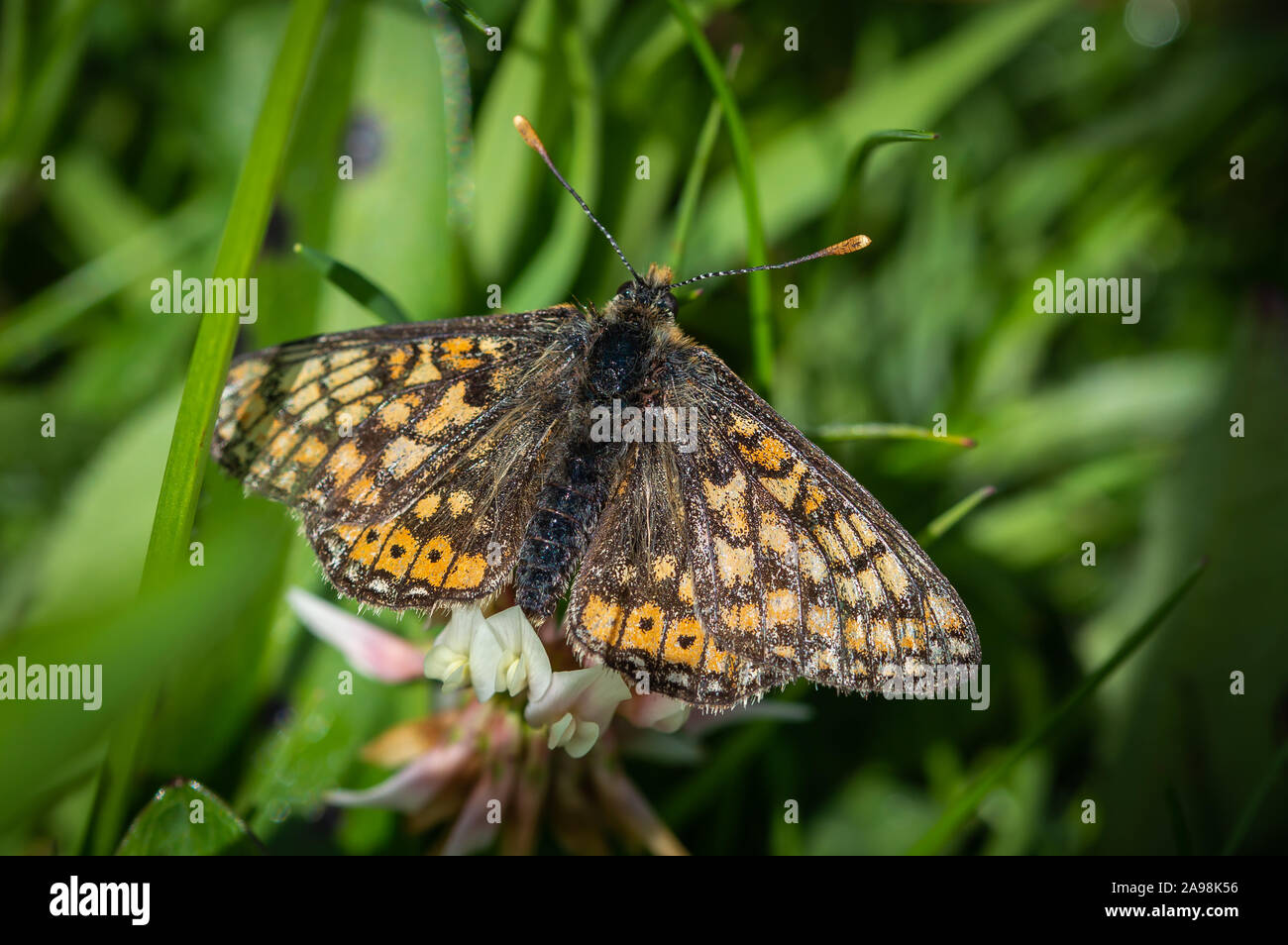 Marsh Fritillary butterfly on clover Stock Photo