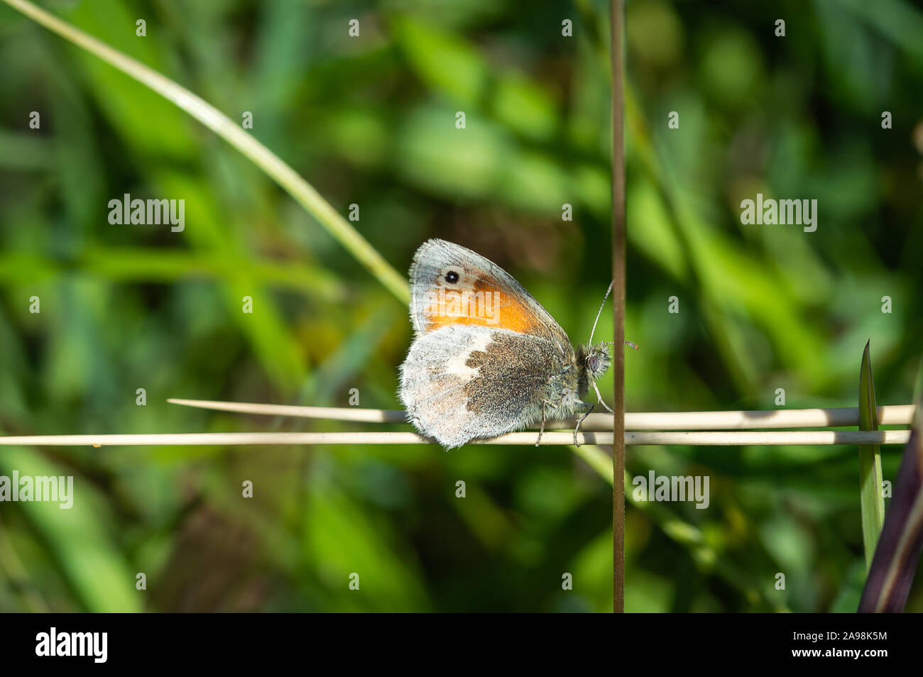 Small Heath butterfly on a horizontal twig Stock Photo