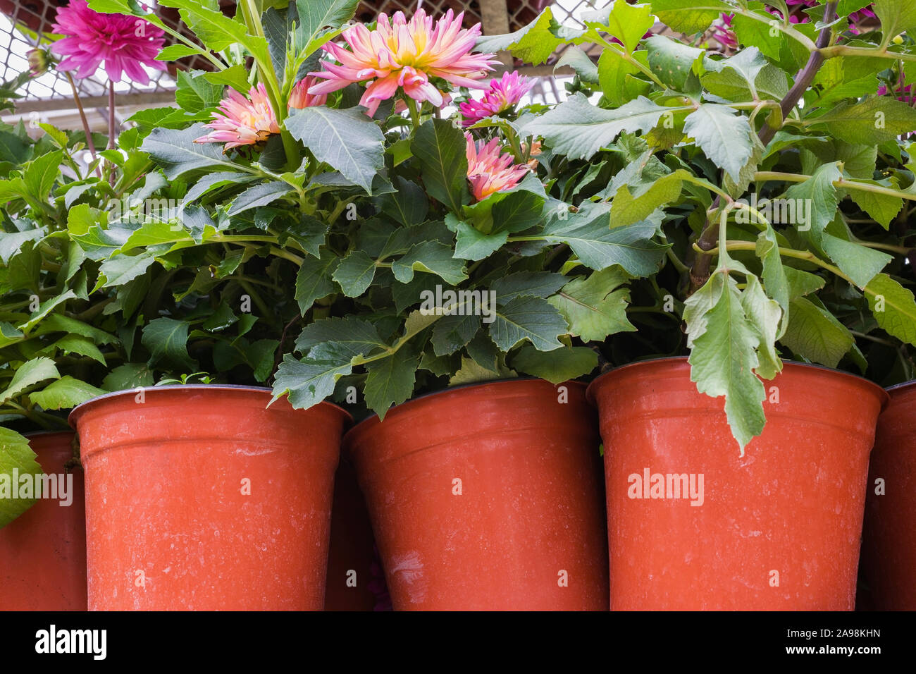 Dahlias growing in containers hires stock photography and images Alamy