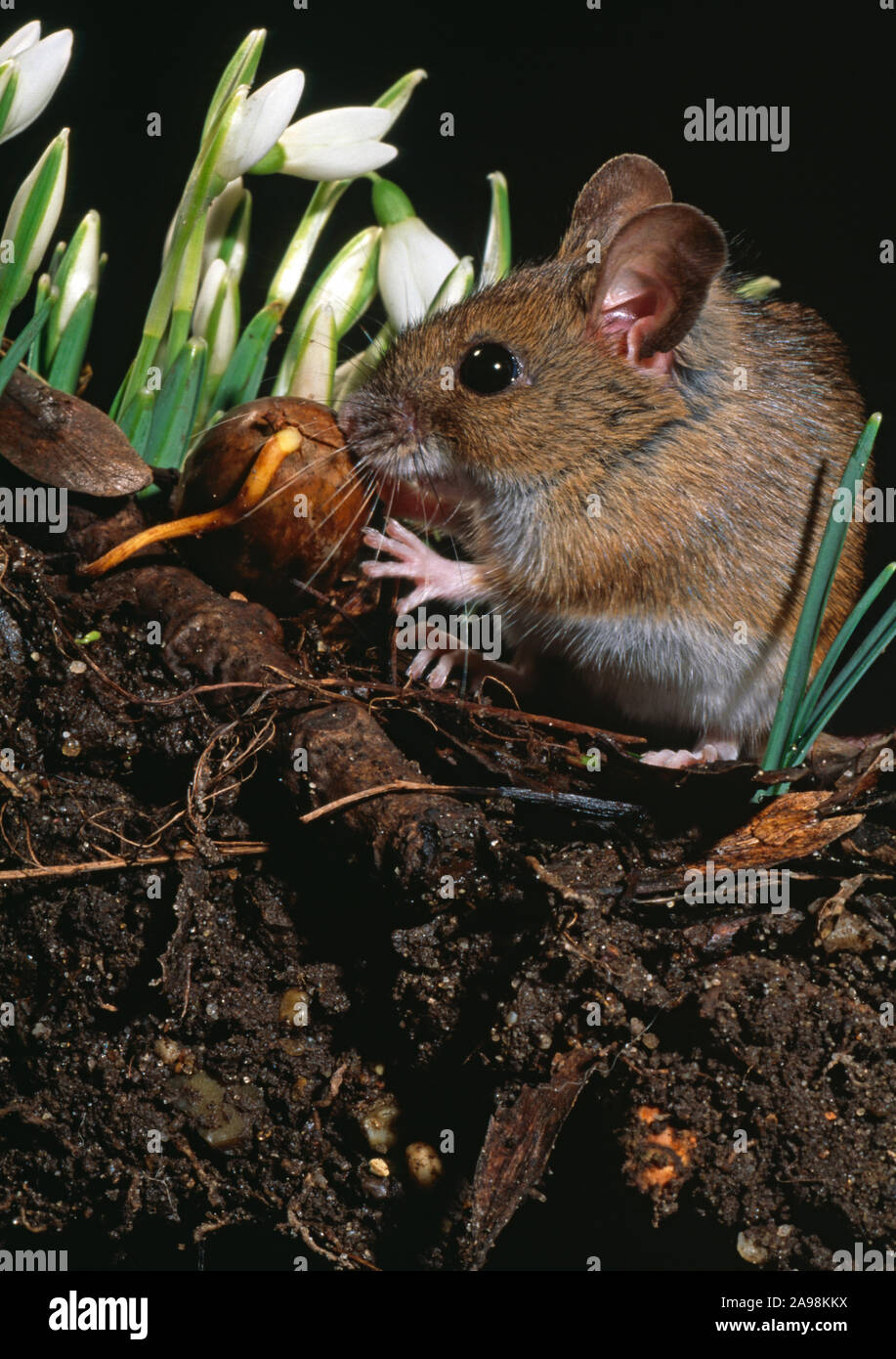 WOOD MOUSE or  LONG-TAILED FIELD MOUSE Apodemus sylvaticus amongst snowdrops, eating germinating an acorn Quercus rober. Stock Photo