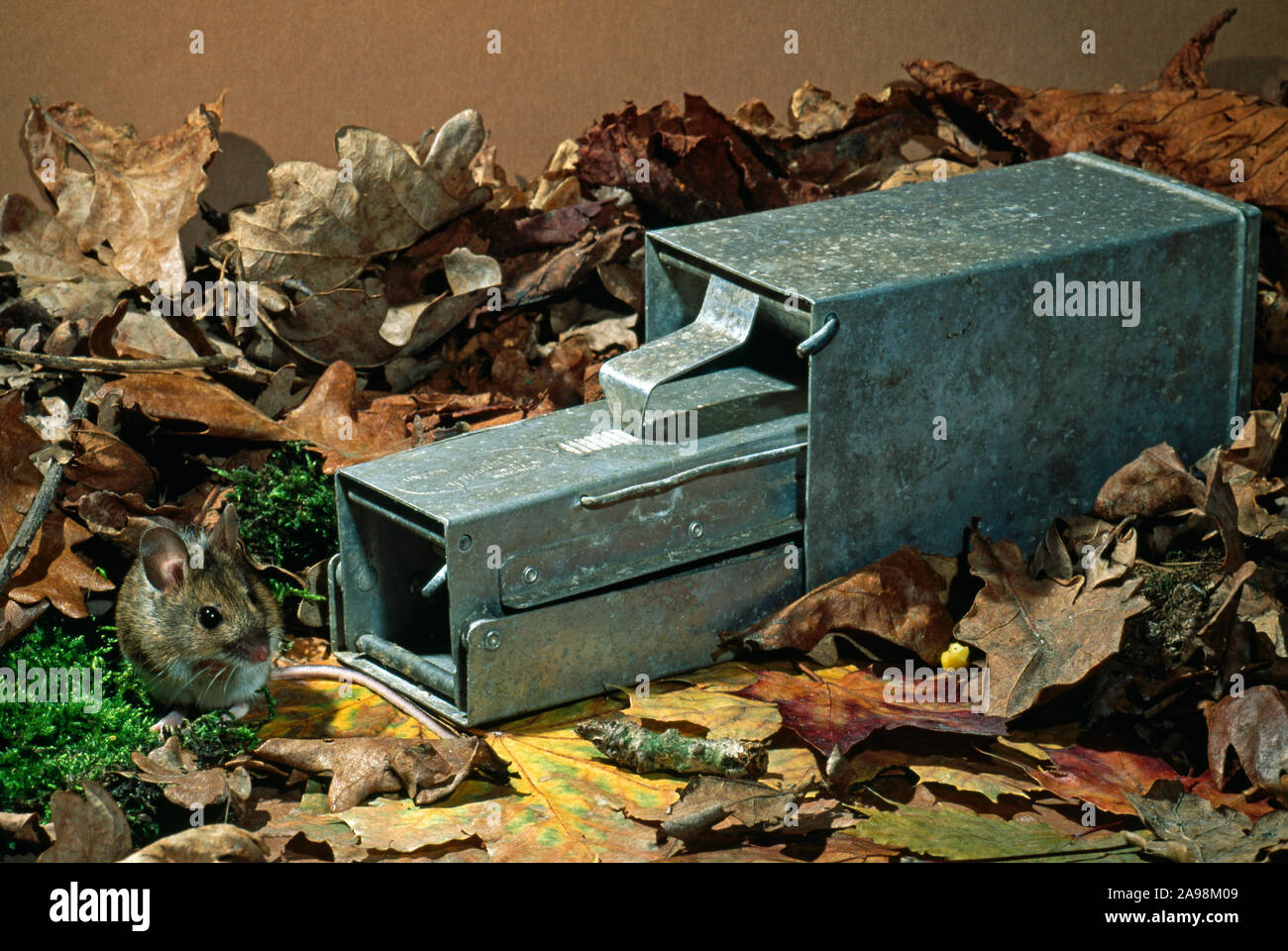 https://c8.alamy.com/comp/2A98M09/wood-mouse-or-long-tailed-field-mouse-apodemus-sylvaticus-longworth-small-mammal-trap-safely-catching-living-small-mammals-particularly-rodents-2A98M09.jpg