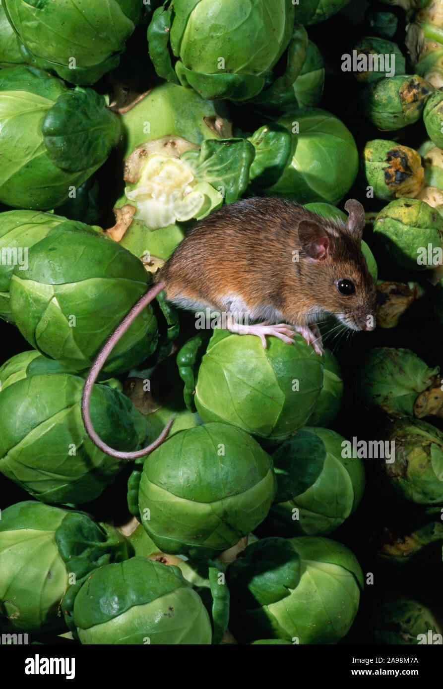 WOOD MOUSE or  LONG-TAILED FIELD MOUSE Apodemus sylvaticus on Brussel Sprout stem. Nuisance in the Vegetable garden. Norfolk. UK Stock Photo