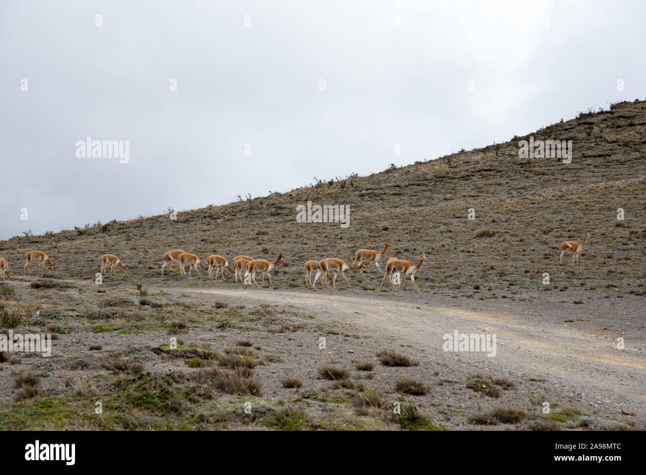 Vicuñas grazing in the Chimborazo Reserve (Reserva de Producción de ...