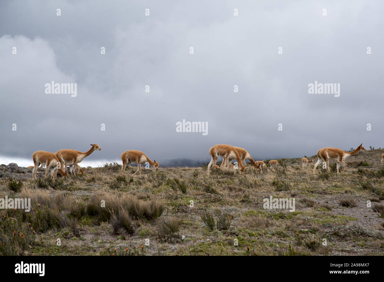 Vicuñas grazing in the Chimborazo Reserve (Reserva de Producción de ...