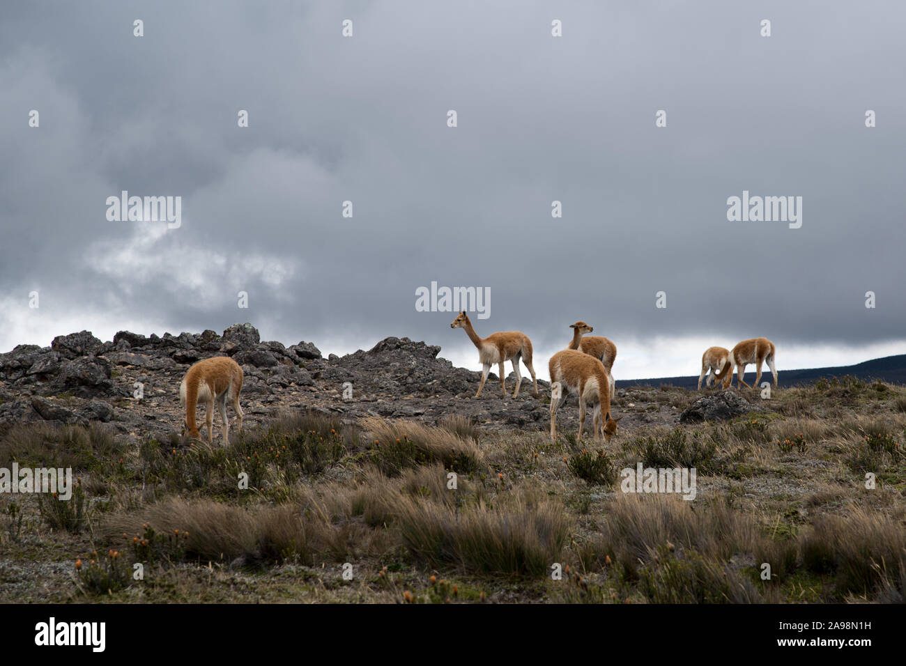Vicuñas grazing in the Chimborazo Reserve (Reserva de Producción de ...