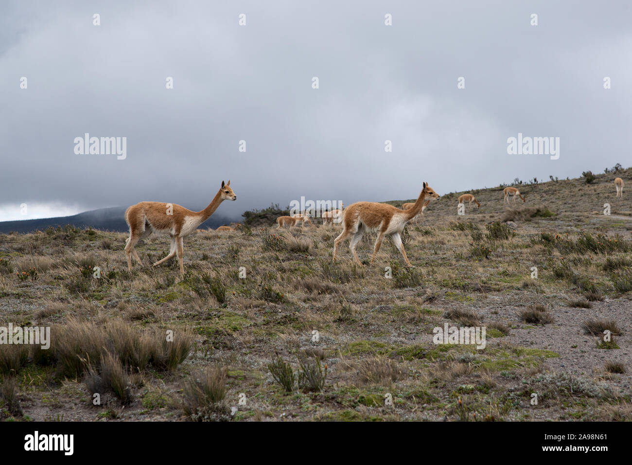 Vicuñas grazing in the Chimborazo Reserve (Reserva de Producción de ...