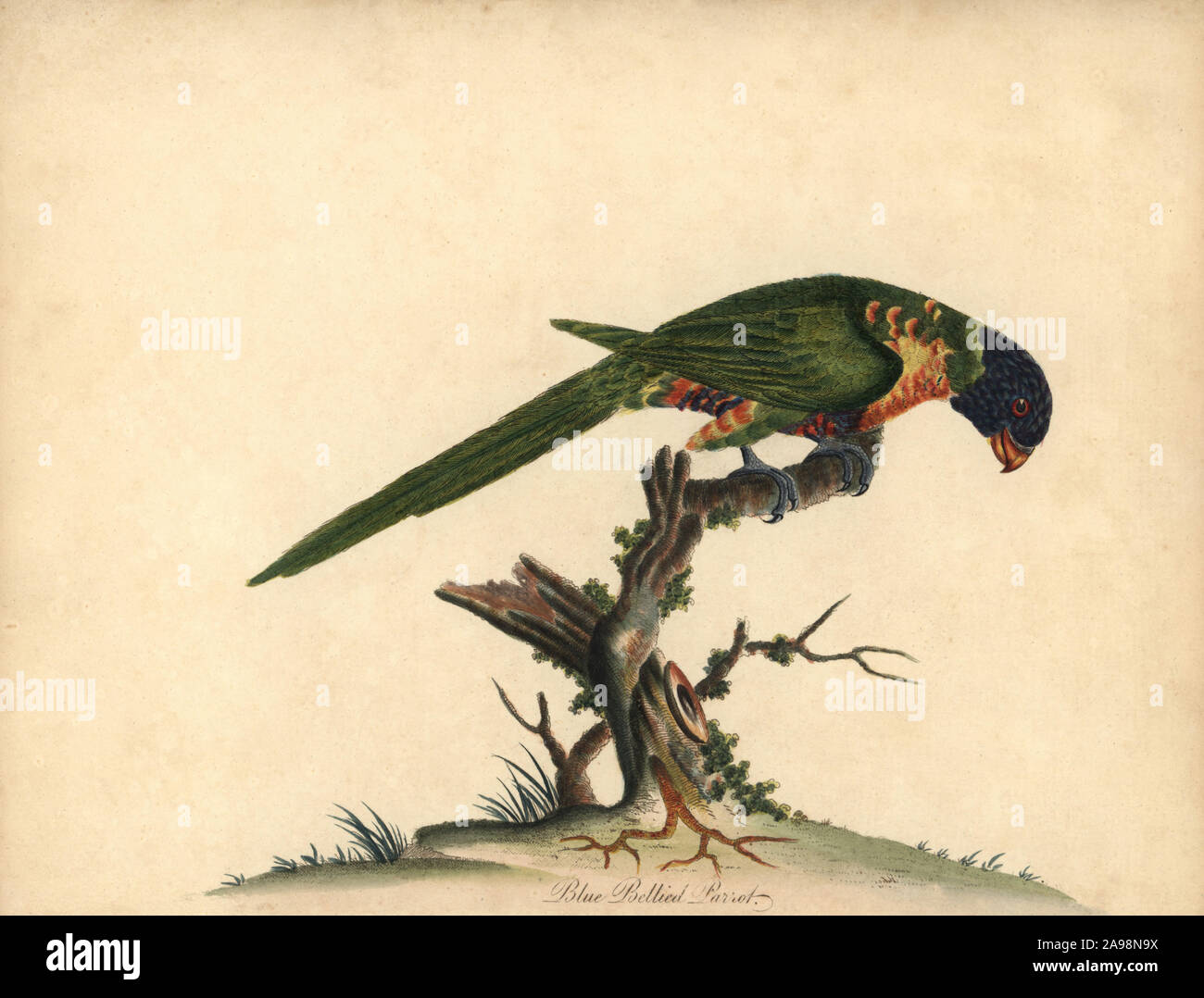 Rainbow lorikeet, Trichoglossus moluccanus. Blue-bellied parrot. Handcoloured copperplate engraving of an illustration by William Hayes from Portraits of Rare and Curious Birds from the Menagery of Osterly Park, London, Bulmer, 1794. Stock Photo