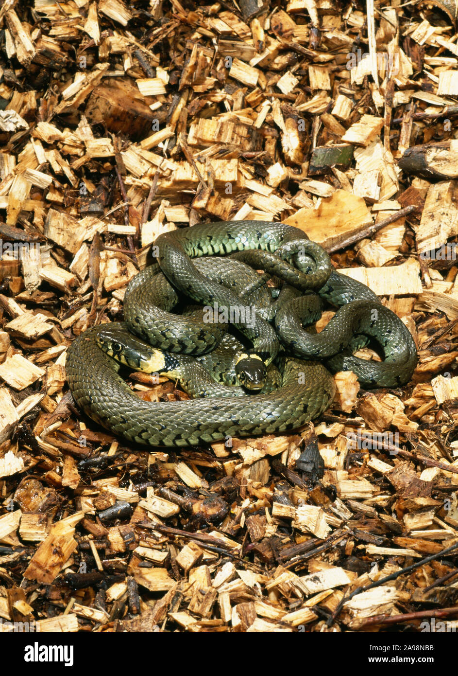 GRASS SNAKES pairing on warm  (Natrix natrix helvetica) woodchip pile  Norfolk, UK.  Female is the larger of the two. Stock Photo