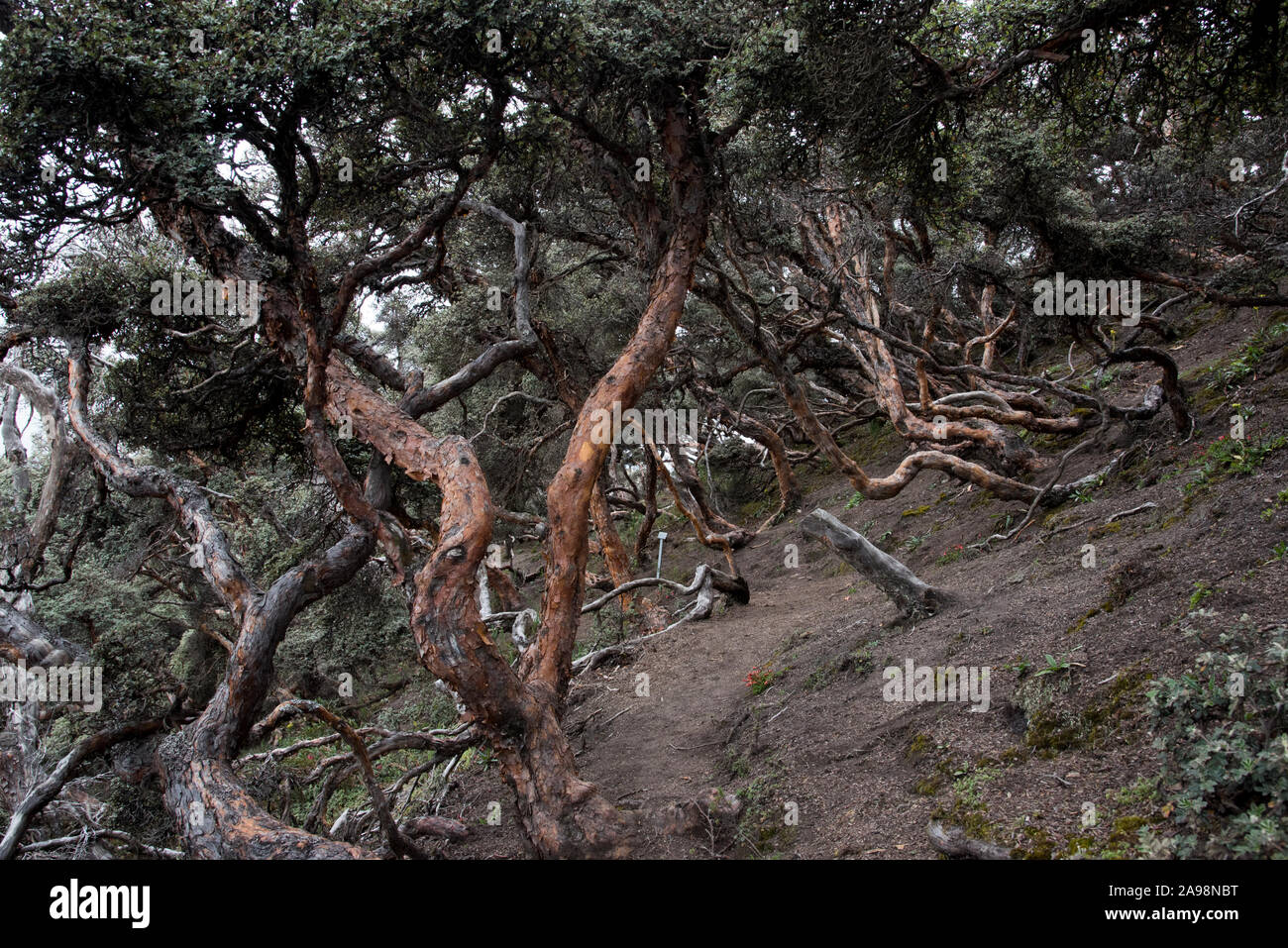 The Polylepis forest at 4350 meters in Chimborazo Reserve is one of ...