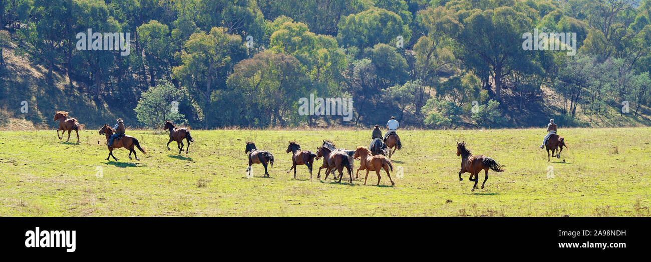 CORRYONG, VICTORIA, AUSTRALIA - APRIL 5TH 2019: The Man From Snowy River Bush Festival re-enactment, riders on horseback chase wild horses on 5th Apri Stock Photo