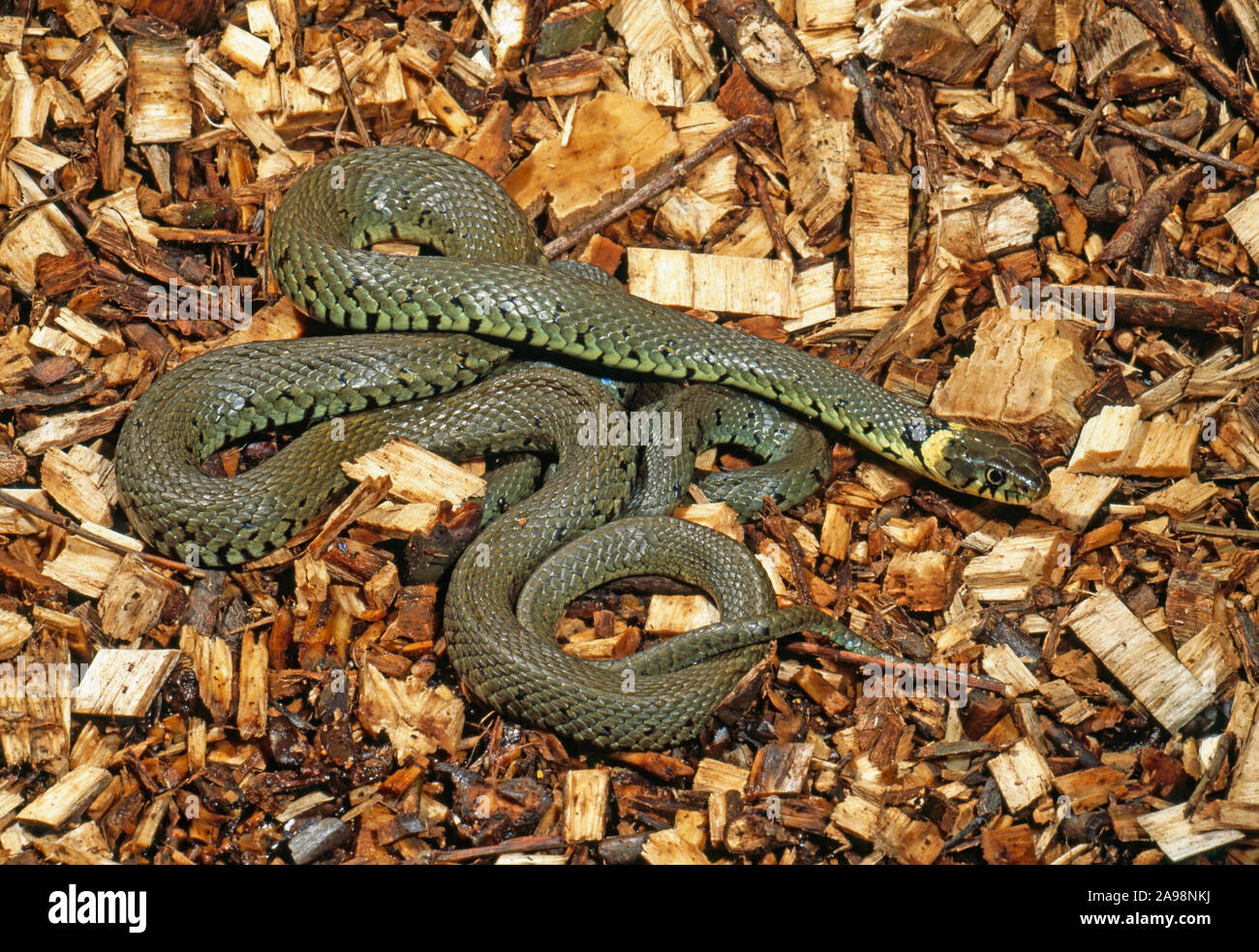 GRASS SNAKE on a woodchip pile (Natrix natrix helvetica),  in timber yard.  Decomposing mound warmth enabling snake to thermoregulate earlier in day. Stock Photo