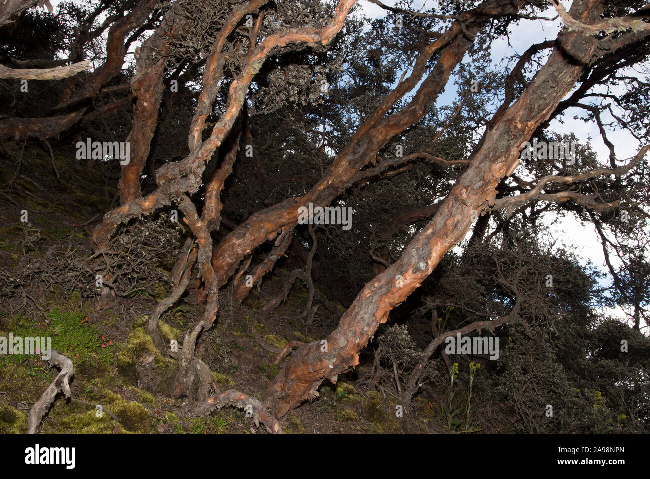 Bosque de produccion hi-res stock photography and images - Alamy