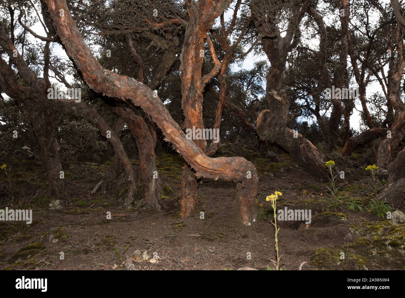 The Polylepis forest at 4350 meters in Chimborazo Reserve is one of ...