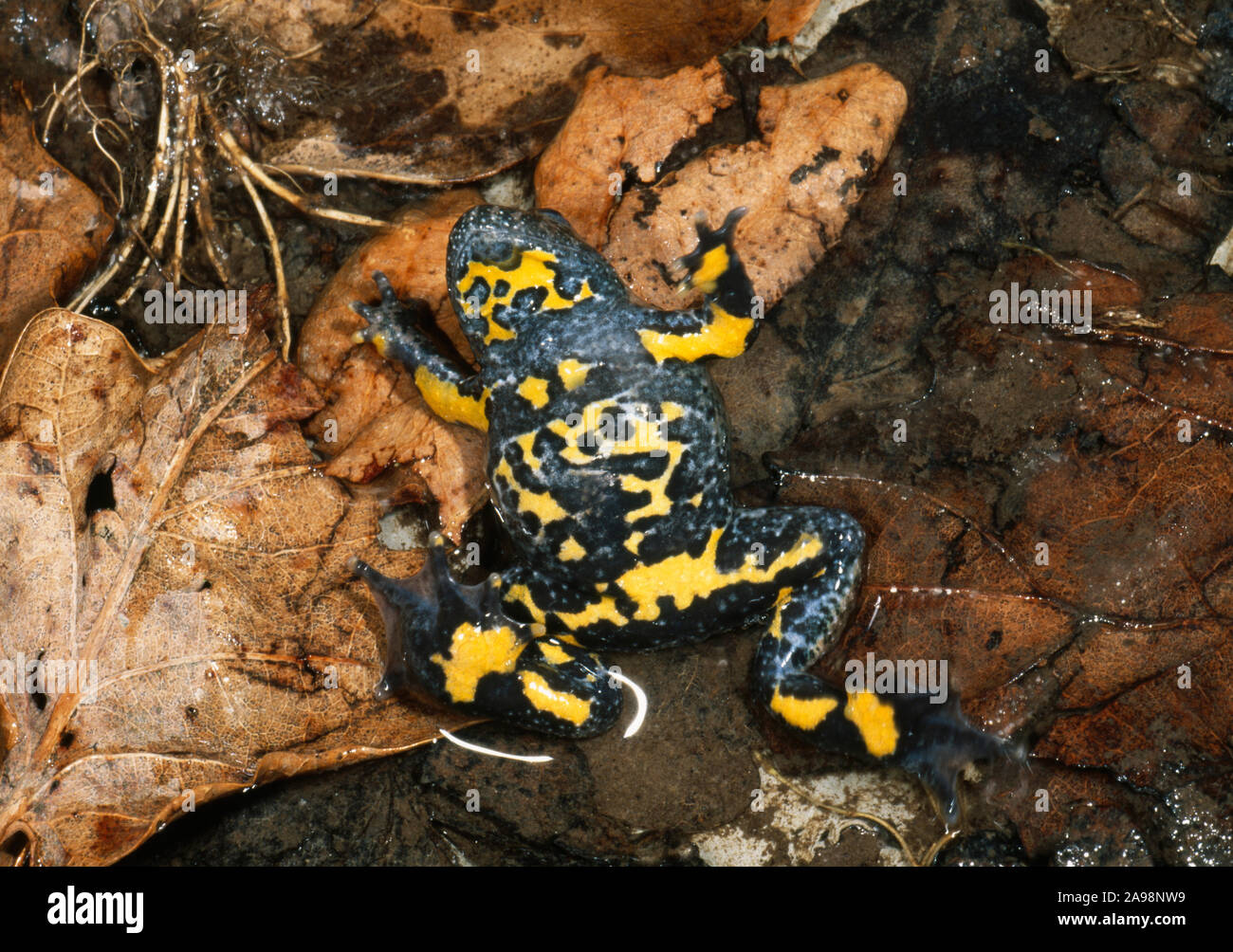YELLOW-BELLIED TOAD ( Bombina variegata).  In a defensive position, ventral surface uppermost, with yellow belly markings revealed.  Hungary Stock Photo