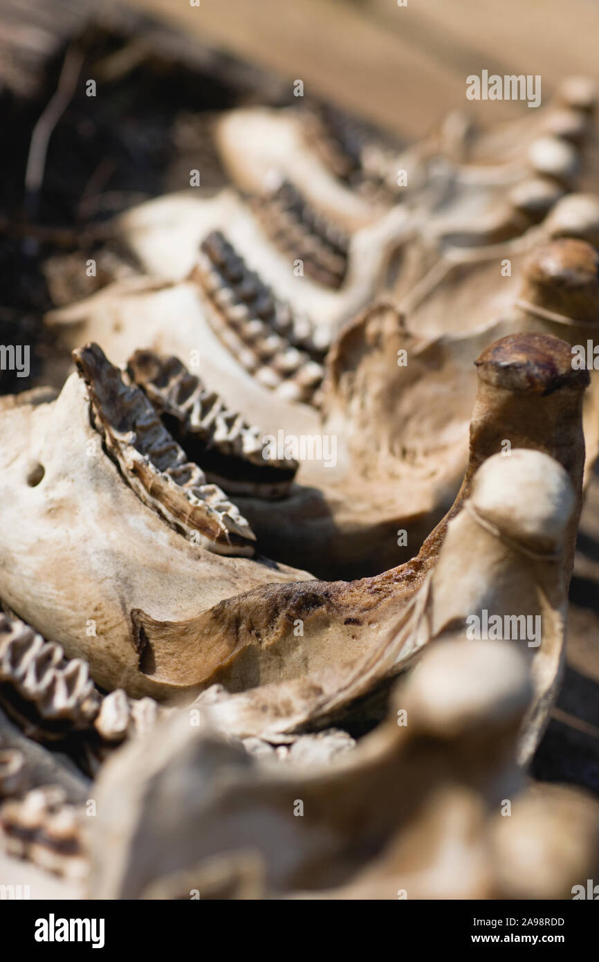 Jaw bones of an animal lying on the ground Stock Photo - Alamy