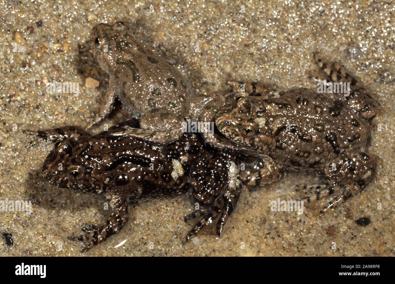 EUROPEAN YELLOW-BELLIED TOAD  (Bombina variegata). Three. Sitting on a background of wet sand. Compare front darker skin animal a later addition Stock Photo